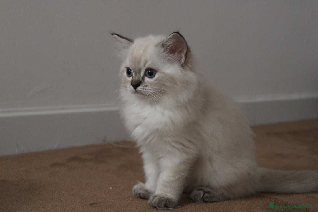 Ragdoll gatti in vendita: Cuccioli Ragdoll a Provincia di Bergamo - Immagine 12