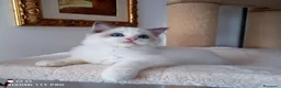 Ragdoll gatti in vendita: Stupendo cucciolo ragdoll con pedigree ministerial - Annuncio 3