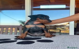 Pinscher Miniatura cani in vendita: Meraviglioso cucciolo di Pinscher Nano a Provincia di Perugia - Immagine 5