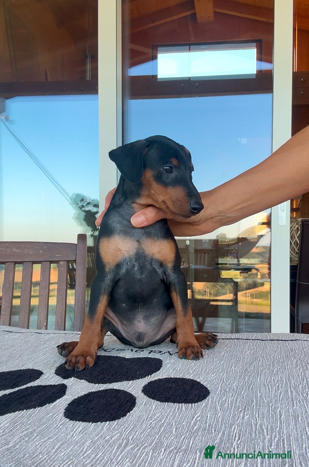 Pinscher Miniatura cani in vendita: Meraviglioso cucciolo di Pinscher Nano a Provincia di Perugia - Immagine 5