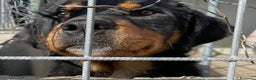 Rottweiler cani in regalo: GUENDY, dolcissima mix ROTT sfortunata - Annuncio 15