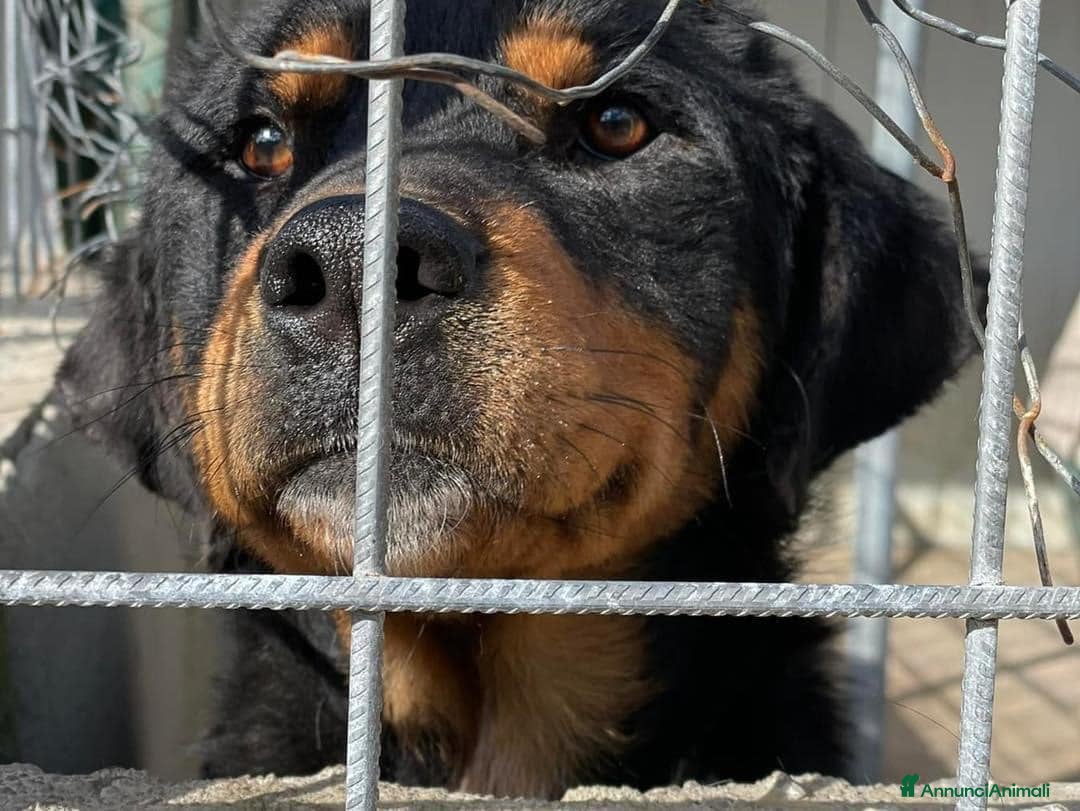 Rottweiler cani in regalo: GUENDY, dolcissima mix ROTT sfortunata - Annuncio 15