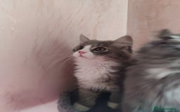 Siberiano gatti in vendita: Gattini siberiani  a Provincia di Padova - Immagine 11