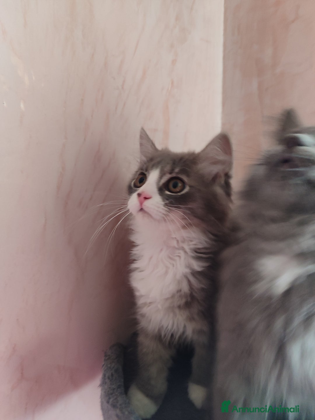 Siberiano gatti in vendita: Gattini siberiani  a Provincia di Padova - Immagine 11
