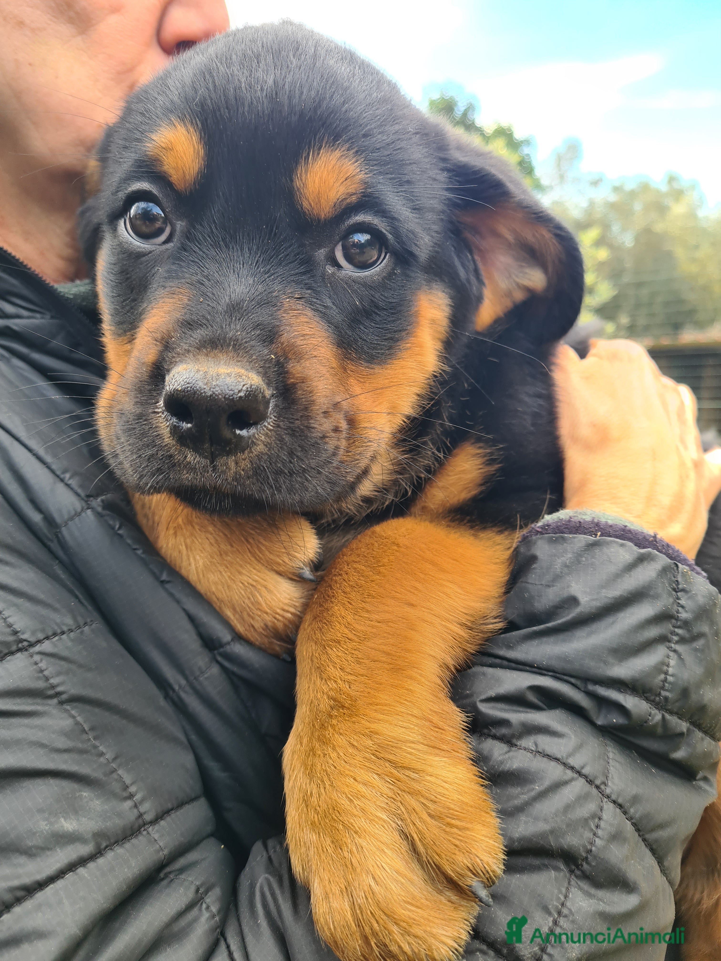 Rottweiler cani ANNABELLE, dolcissima mix ROTTWEILER! 2 MESI  - Annuncio 1