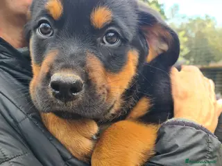 Rottweiler cani ANNABELLE, dolcissima mix ROTTWEILER! 2 MESI - Annuncio 1