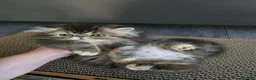 Persiano gatti in vendita: Gatti persiani  - Annuncio 3