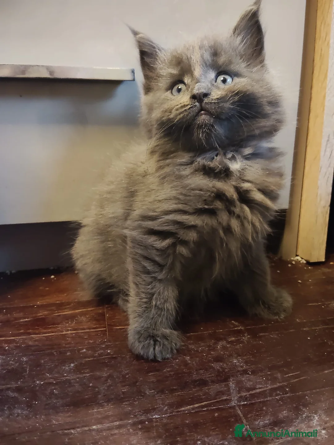 Maine Coon gatti in vendita: Meravigliose sorelline Maine coon  - Annuncio 2