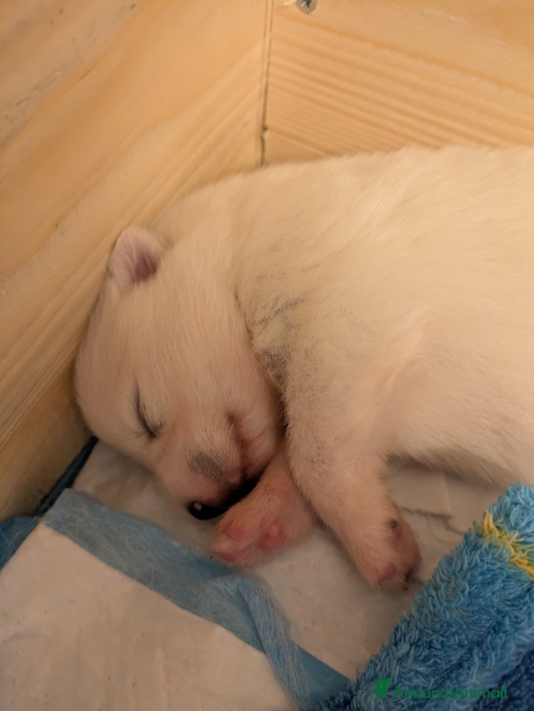 Samoiedo cani in vendita: Cuccioli di Samoiedo - Annuncio 12