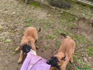 Pastore Belga cani Pastore belga Malinois - Annuncio 1