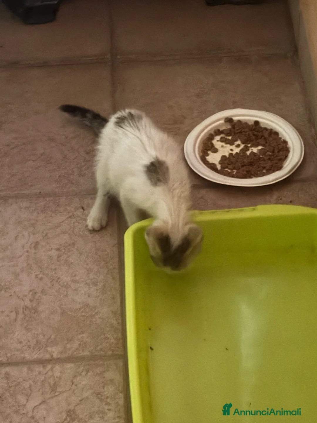 Europeo gatti in regalo: Gattino in cerca di adozione a Provincia di Frosinone - Annuncio 2