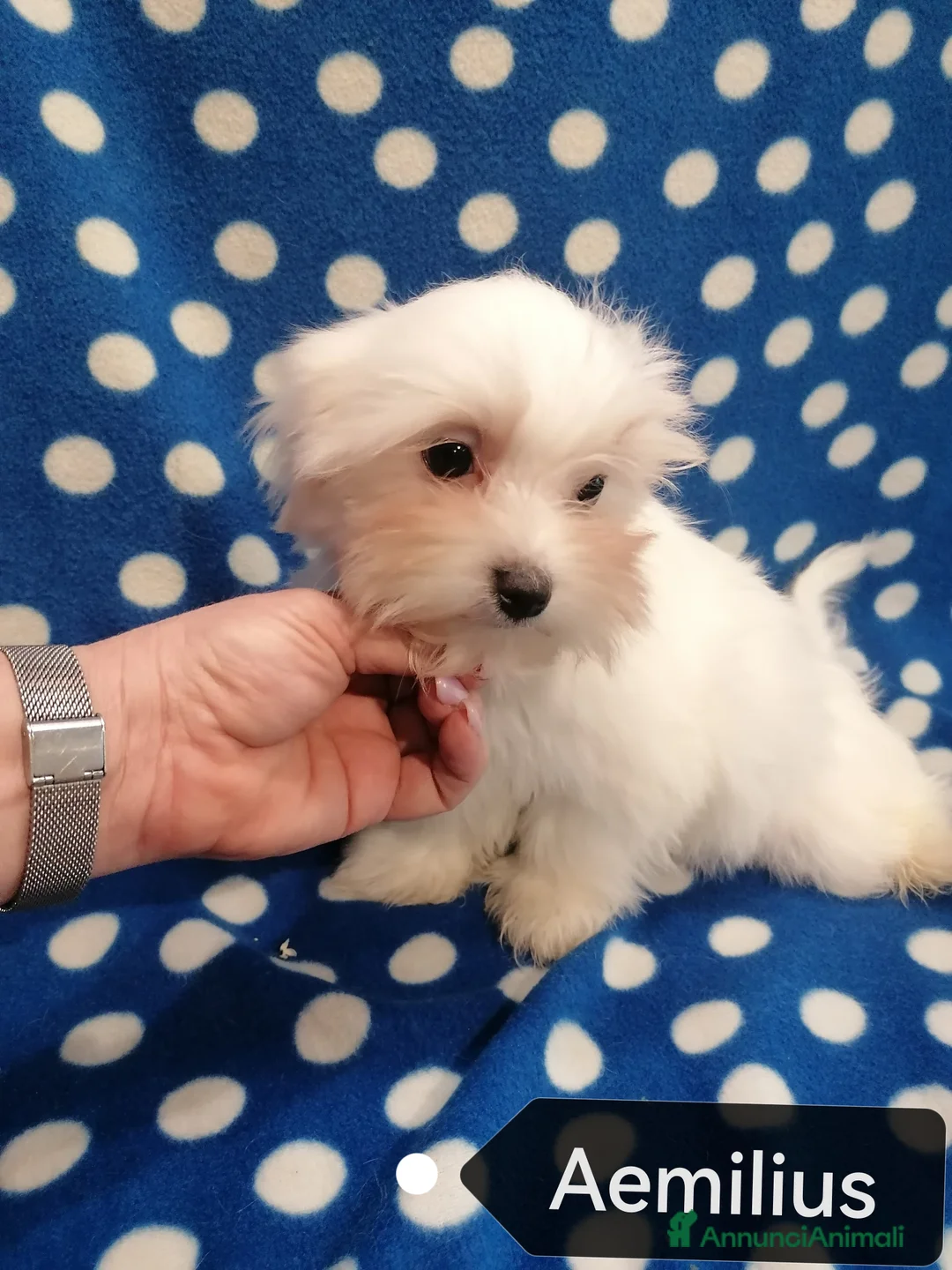 Maltese cani in vendita: Maltese cuccioli - Annuncio 2