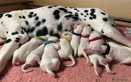 Dalmata cani in vendita: Cuccioli Dalmata - Immagine 3