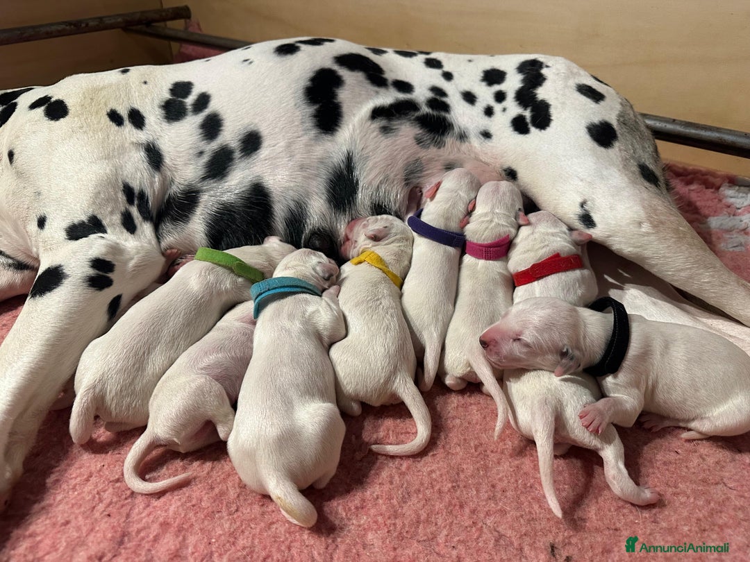 Dalmata cani in vendita: Cuccioli Dalmata - Annuncio 3