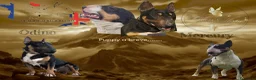 Bull Terrier Mini cani in vendita: Bull terrier miniature  a Provincia di Lucca - Annuncio 2