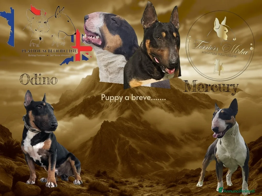 Bull Terrier Mini cani in vendita: Bull terrier miniature  a Provincia di Lucca - Annuncio 2