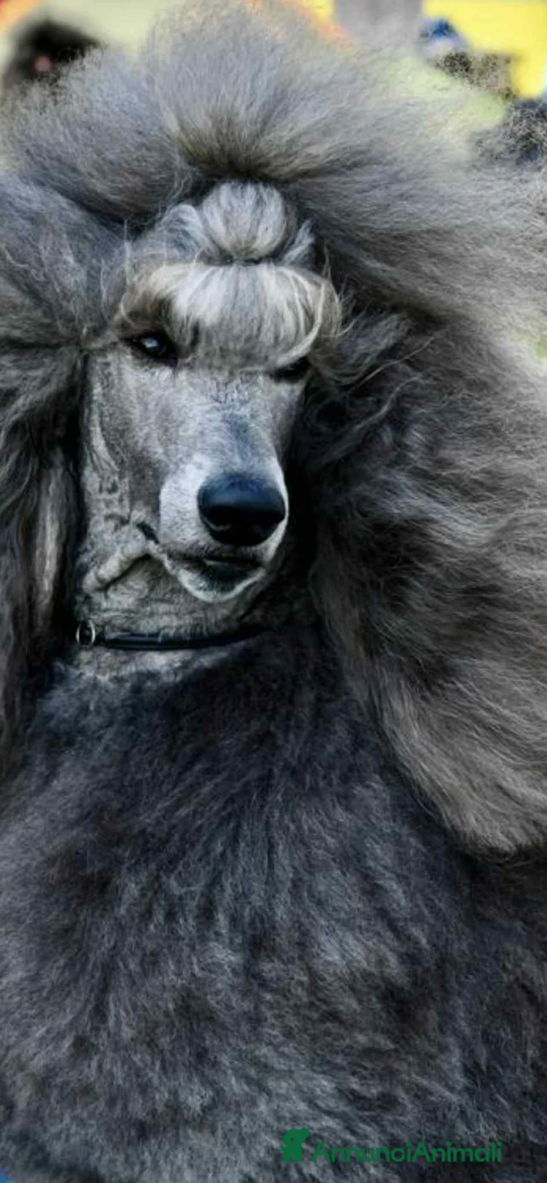 Barbone cani in vendita: Barbone grande mole a Città Metropolitana di Torino - Annuncio 2