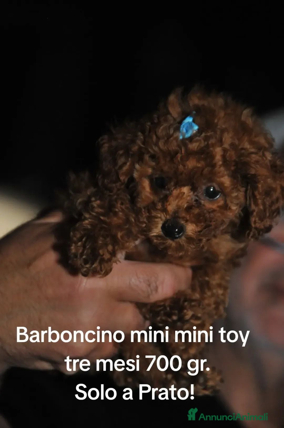 Barboncino Toy cani Barboncino mini toy - Annuncio 2