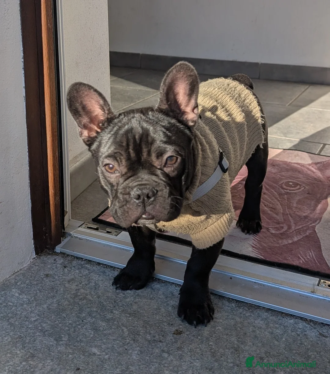 Bulldog Francese cani in vendita: Ted cerca casa  - Annuncio 2