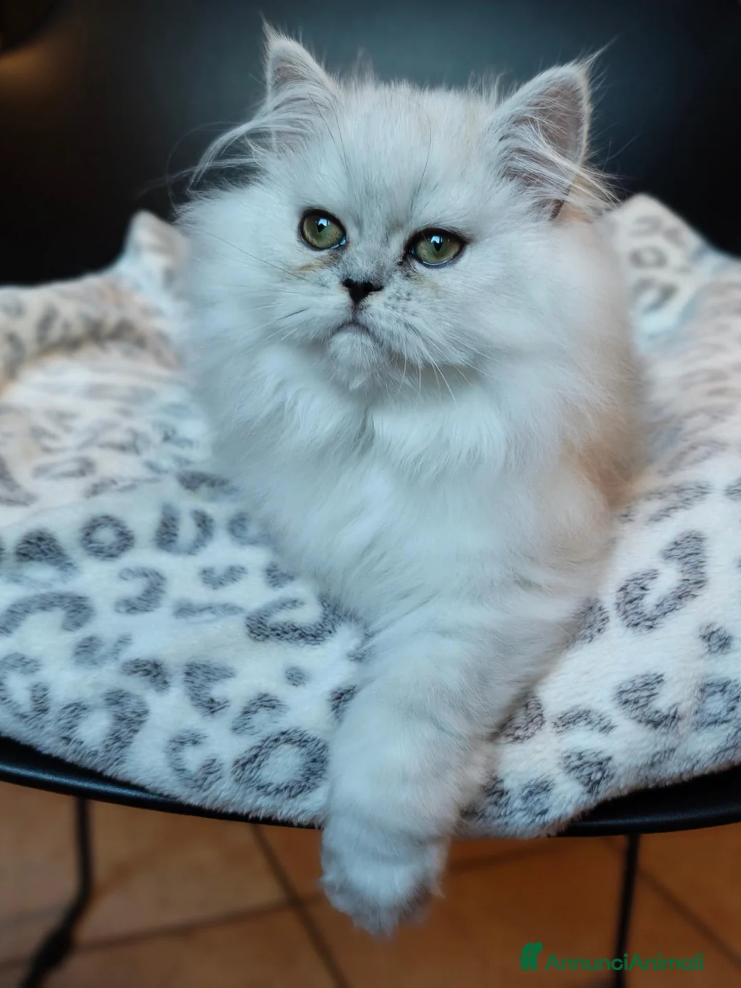 Persiano gatti in vendita: Gattini Persiani Chinchillà  - Annuncio 6