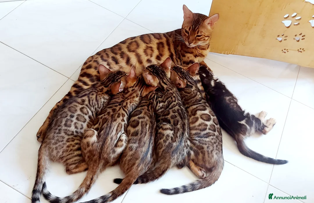 Immagine della galleria {{count}}