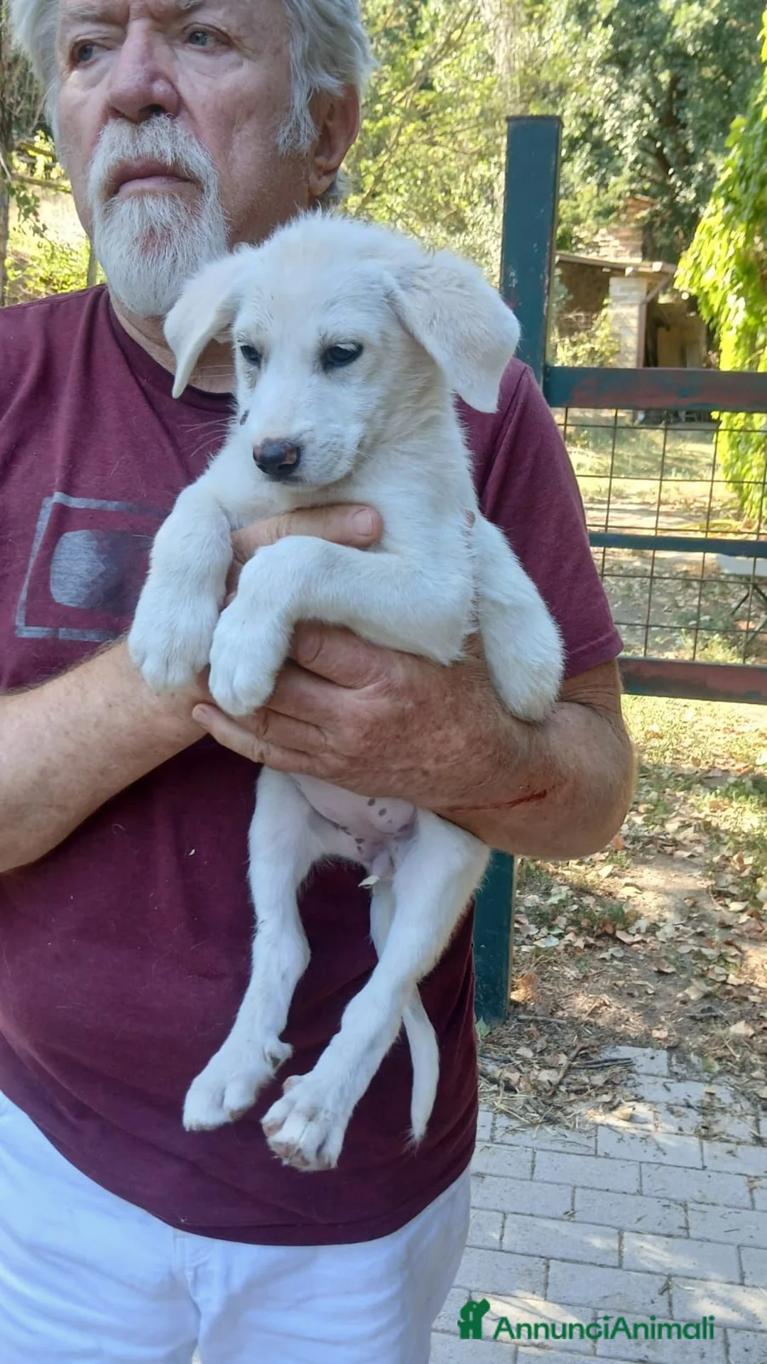 Meticcio cani in regalo: LA SPLENDIDA BONITA CERCA LA SUA MAMMA,IN ADOZIONE - Annuncio 4