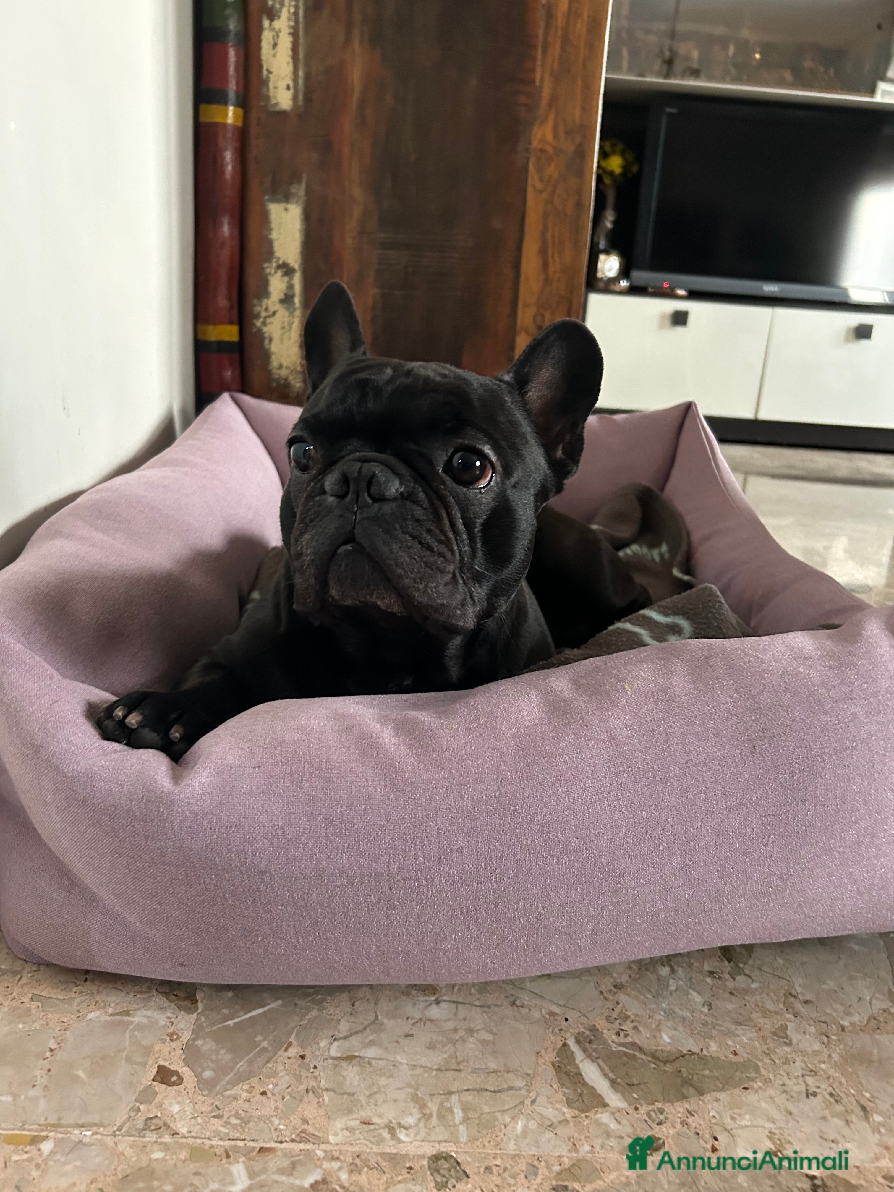 Bulldog Francese cani Cerco femmina di bulldog francese - Annuncio 3