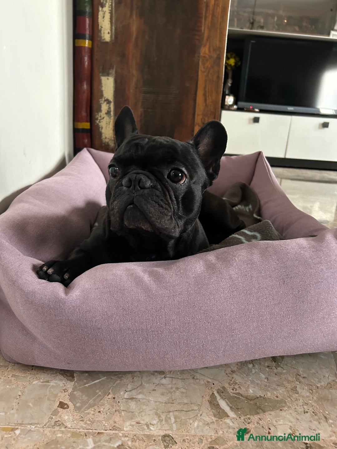 Bulldog Francese cani per accoppiamento: Cerco femmina di bulldog francese - Annuncio 1