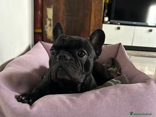 Bulldog Francese cani Cerco femmina di bulldog francese - Annuncio 3