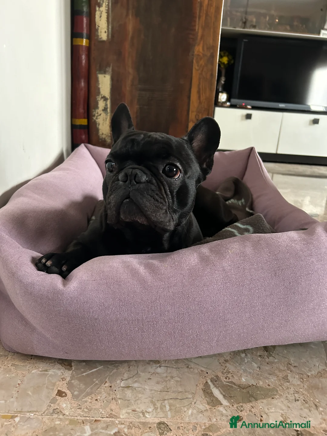 Bulldog Francese cani per accoppiamento: Cerco femmina di bulldog francese - Annuncio 1