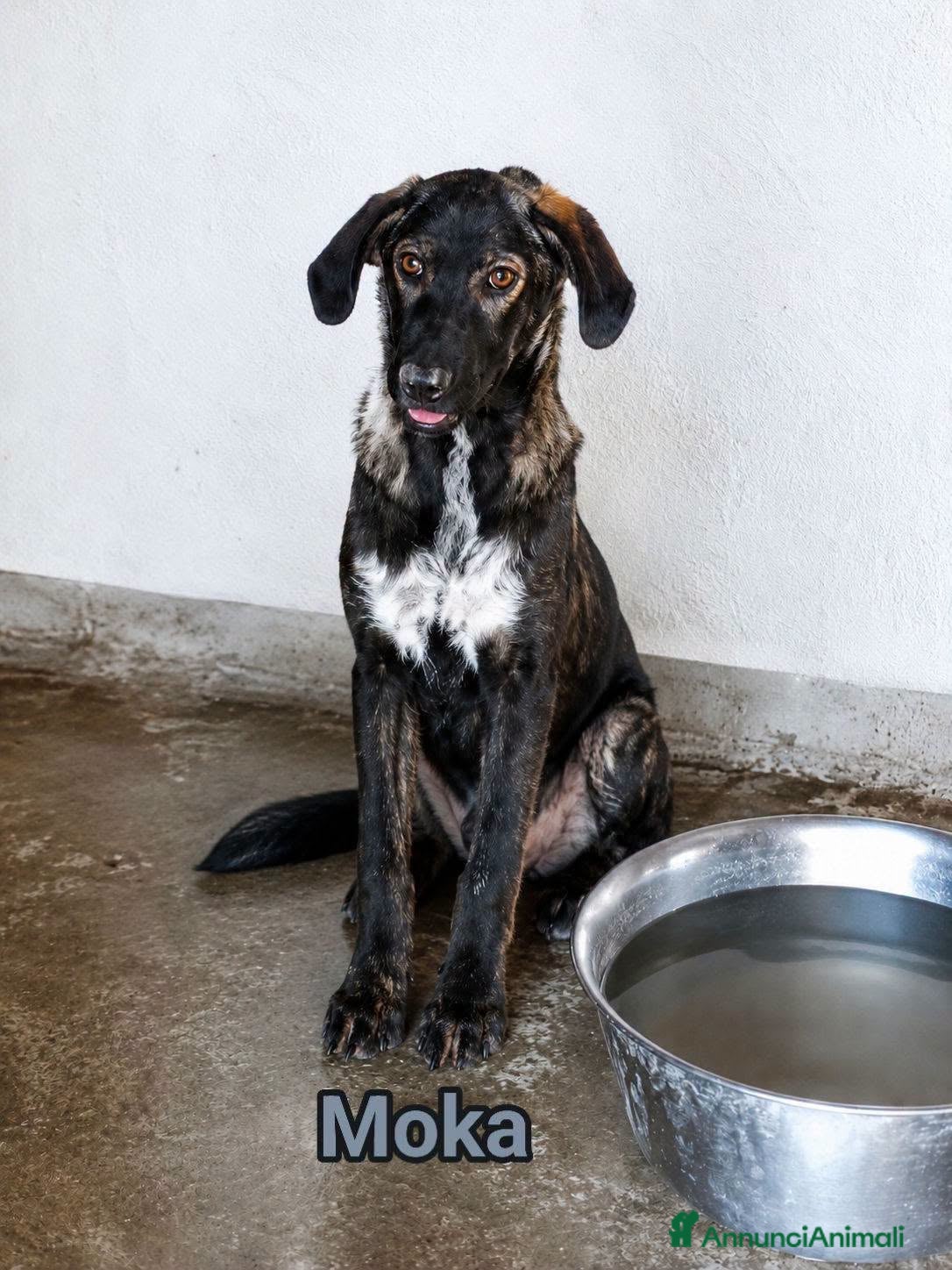 Meticcio cani Moka  - Annuncio 41