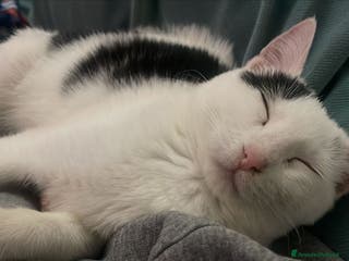 Meticcio gatti BIANCO : SUPER COCCOLONE - Annuncio 2