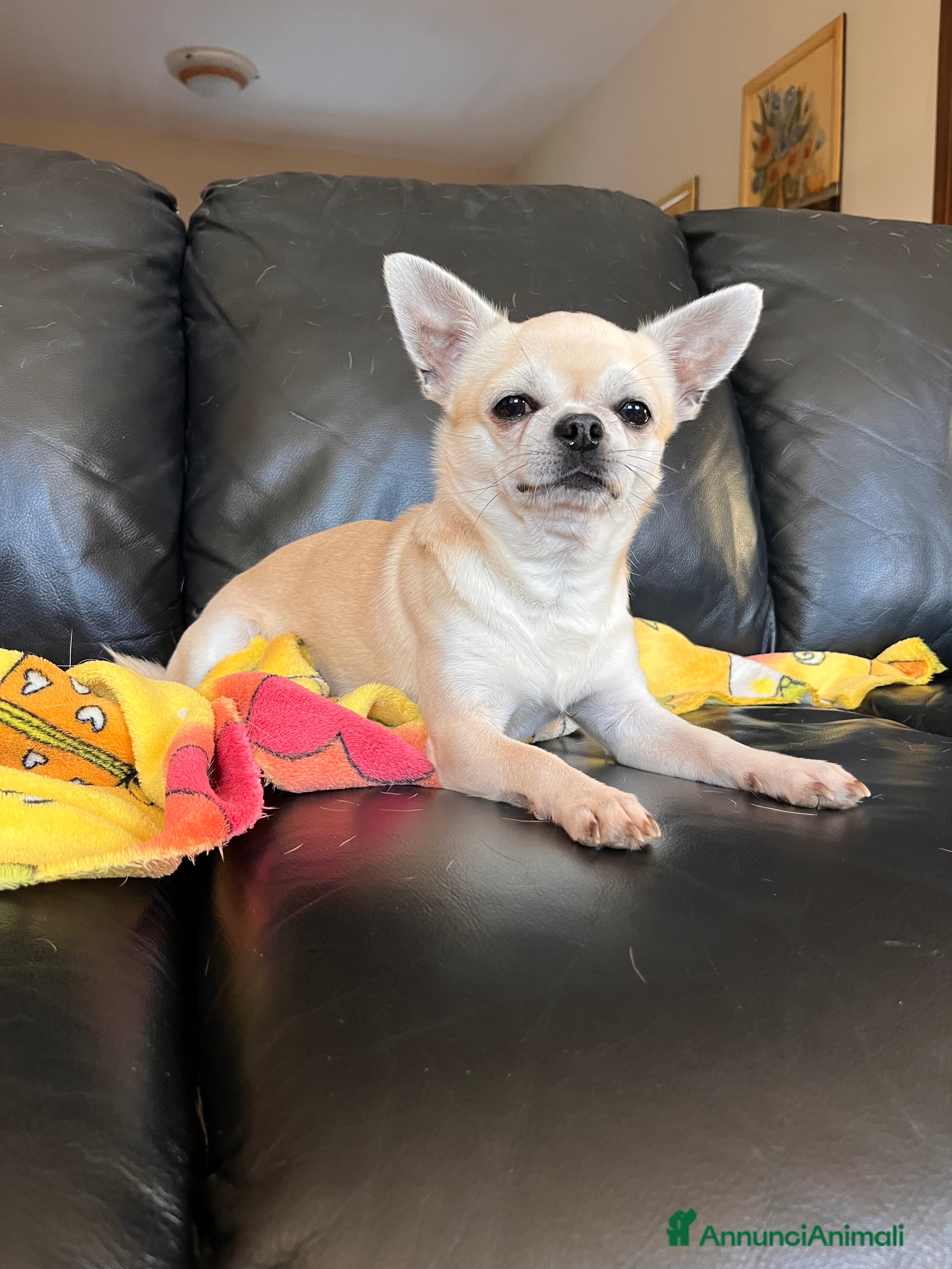 Chihuahua cani Cerco Chihuahua femmina per accoppiamento  - Annuncio 1