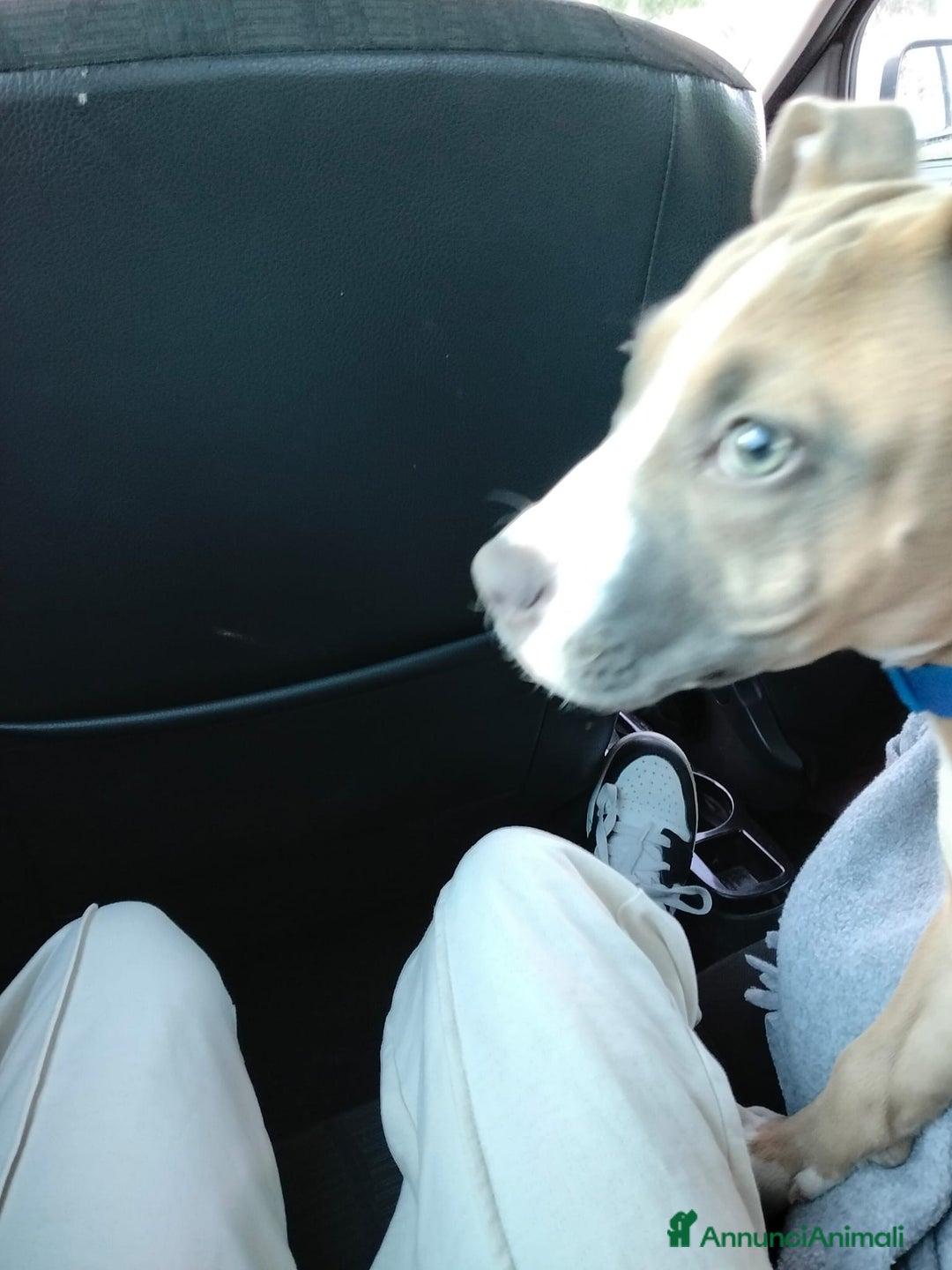 Pitbull cani in regalo: Pitbull 5 mesi - Annuncio 3