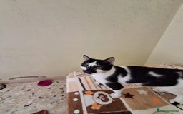 Europeo gatti in regalo: MIELE, di nome e di fatto 3/4 mesi - Immagine 9