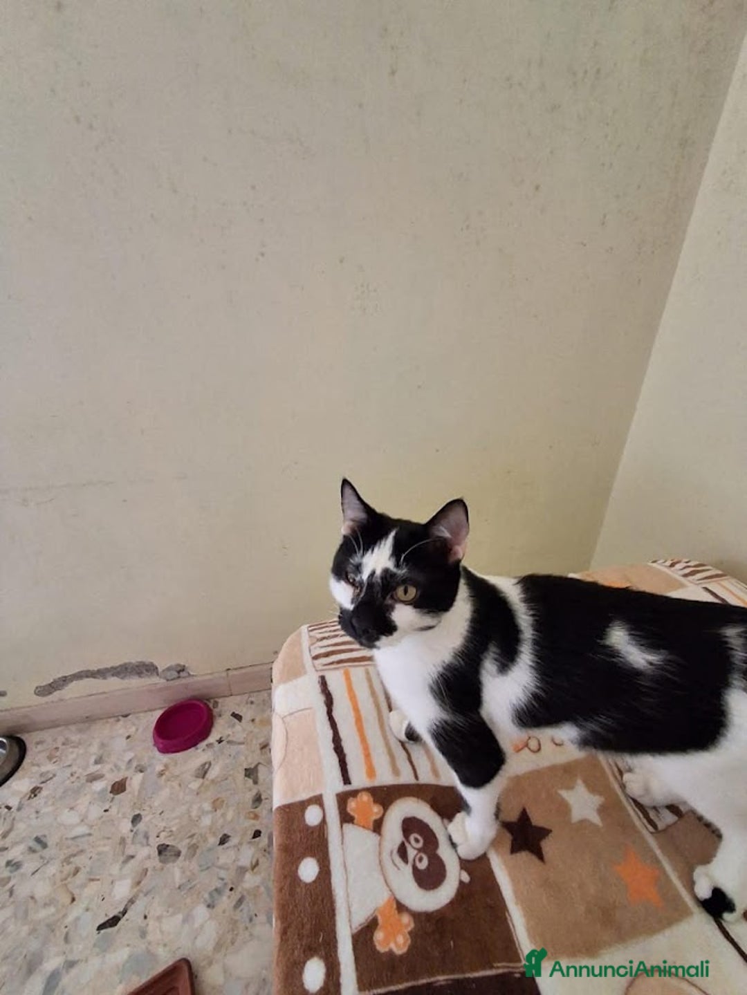 Europeo gatti in regalo: MIELE, di nome e di fatto 3/4 mesi - Annuncio 9