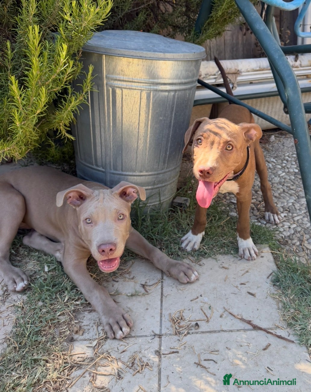 Pitbull cani Cuccioli American Pitbull Terrier - Annuncio 2