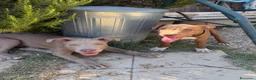 Pitbull cani in vendita: Cuccioli American Pitbull Terrier - Annuncio 1