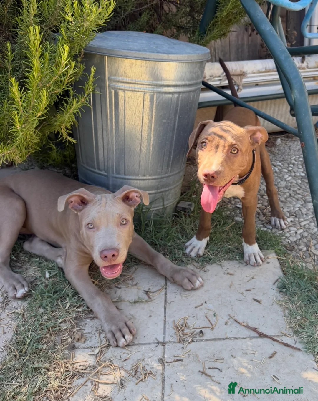 Pitbull cani in vendita: Cuccioli American Pitbull Terrier - Annuncio 1