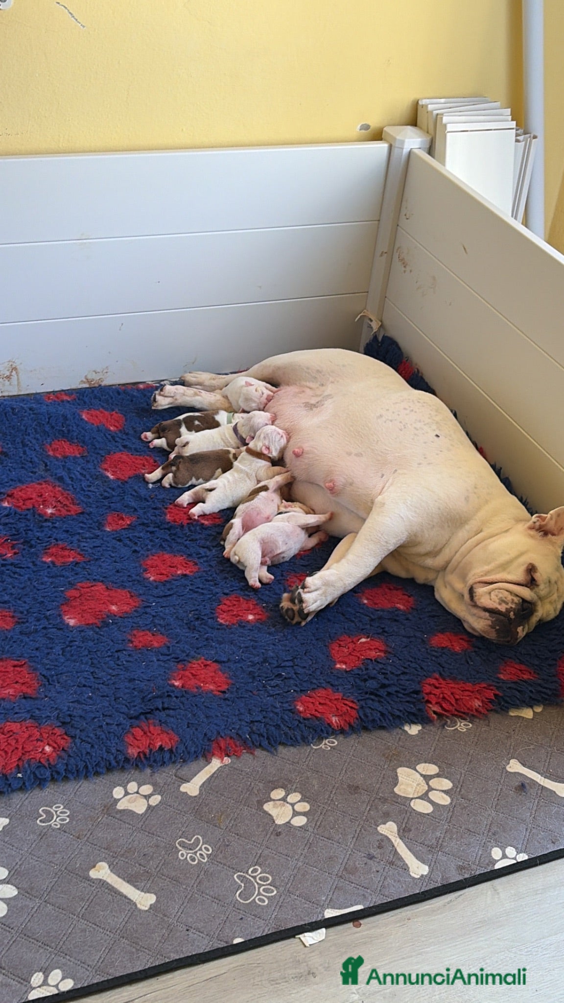 Bulldog cani Cuccioli Di Bulldog  - Annuncio 1