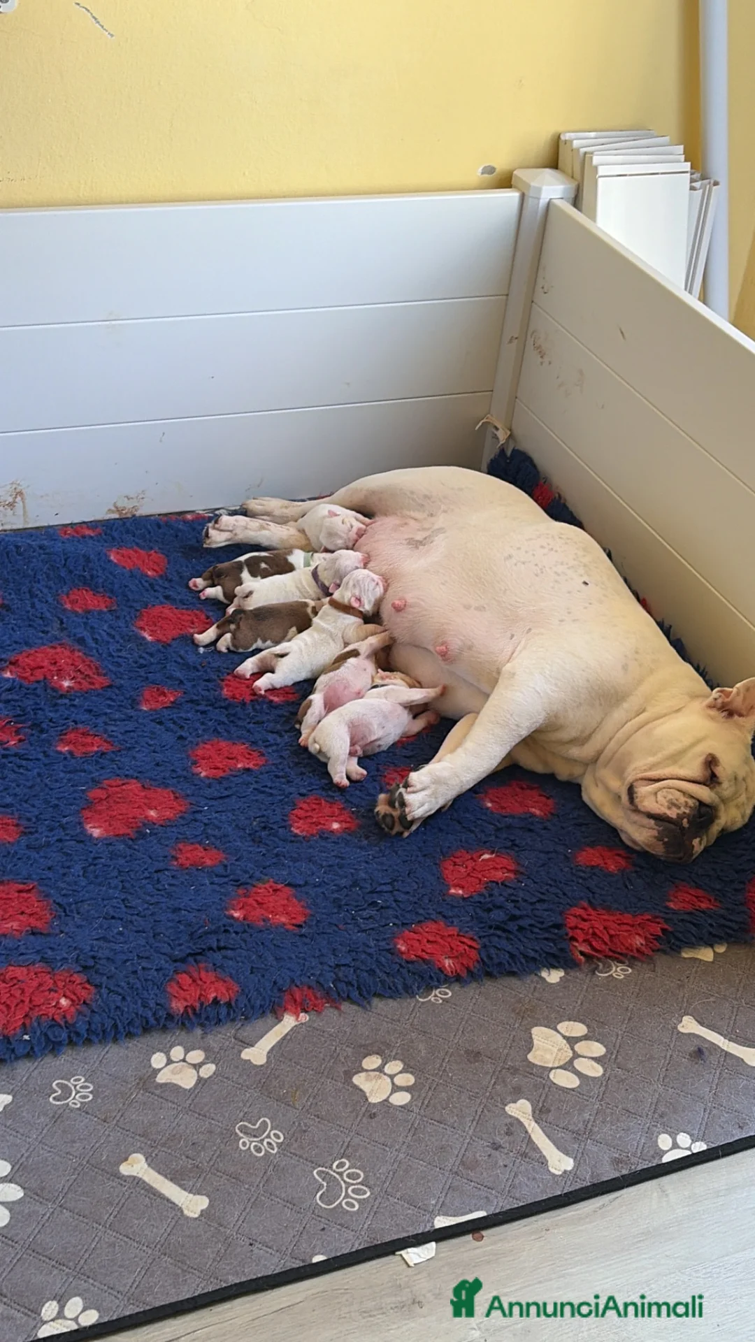 Bulldog cani in vendita: Cuccioli Di Bulldog  - Annuncio 1