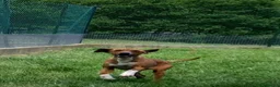 Meticcio cani in regalo: POLDO esuberante ed affettuoso a Città Metropolitana di Torino - Annuncio 6