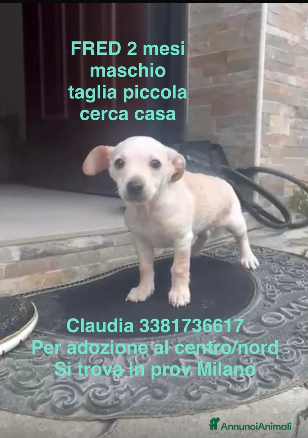 Meticcio cani in regalo: Fred bellissimo cucciolo taglia piccola a Milano a Città metropolitana di Milano - Annuncio 1
