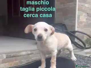 Meticcio cani Fred bellissimo cucciolo taglia piccola a Milano - Annuncio 2