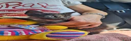 Meticcio cani in regalo: GATTINI DOLCISSIMI - Annuncio 13