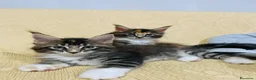 Maine Coon gatti in vendita: Cuccioli mainecoon a Città metropolitana di Reggio Calabria - Annuncio 4