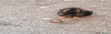 Tibetan Spaniel Cucciolo 1