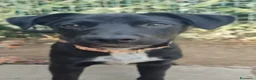 Meticcio cani in regalo: Lulù e Luna cucciole in cerca di adozione a Parma - Annuncio 14