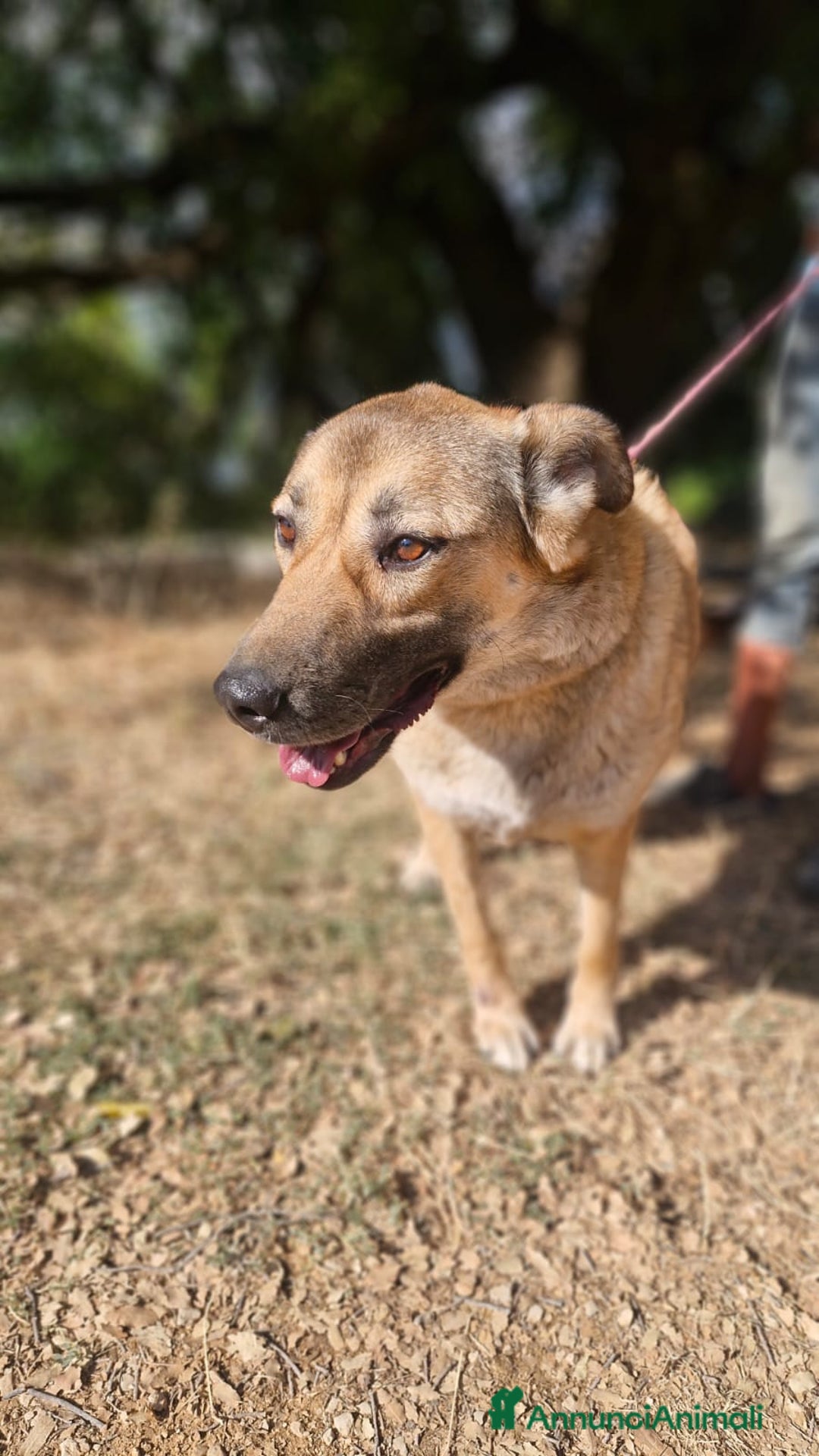 Meticcio cani in regalo: Splendido meticcio - Whisky - Annuncio 3