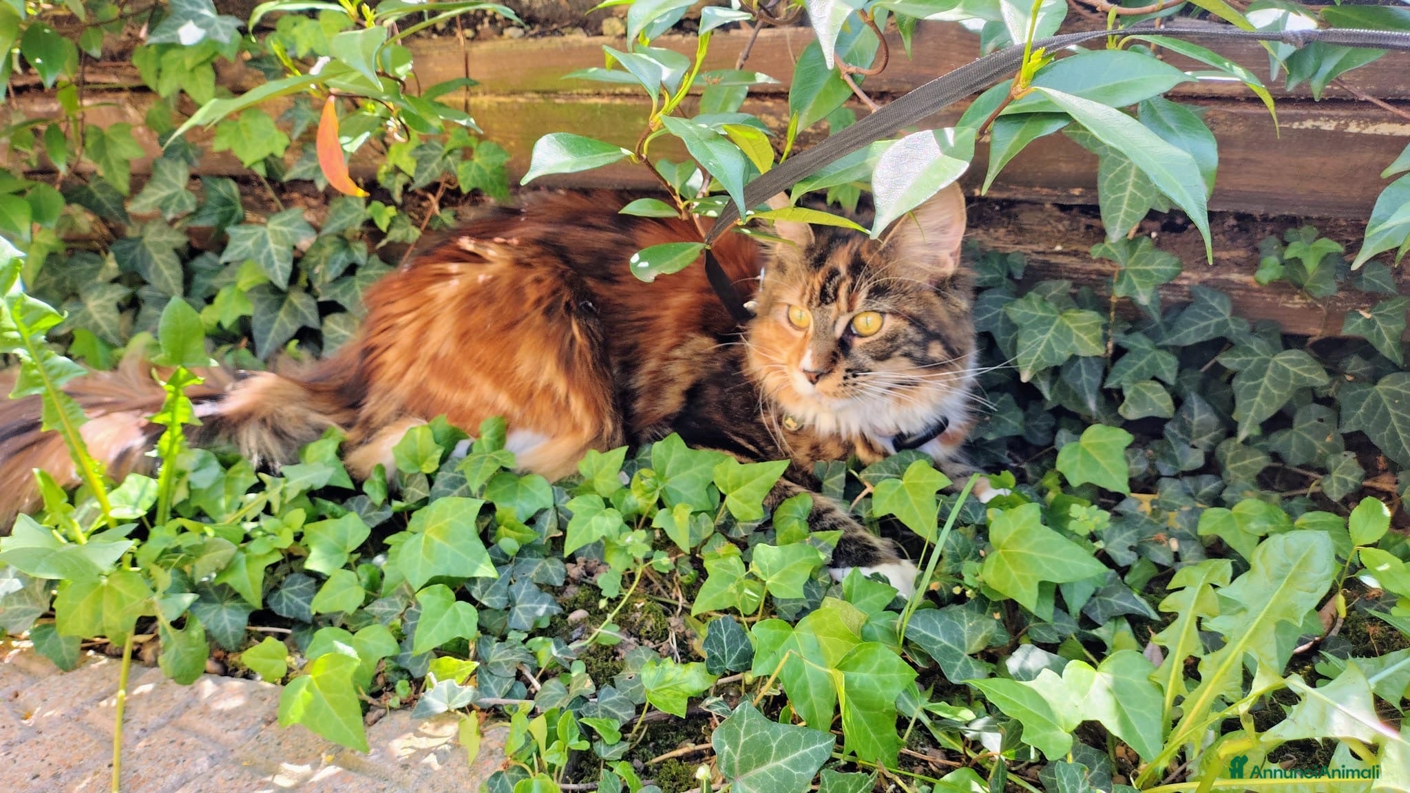 Maine Coon gatti Maine coon femmina per accoppiamento - Annuncio 10